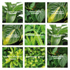 LiveMix_Lemon_Surprise_type_2_vierkant
