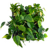 Mobilane_LiveMix_Lemon_Surprise_type_2