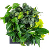 Mobilane_LiveMix_Lemon_Surprise_type_3