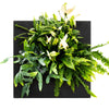 Mobilane_LivePicture_GO_4_Bamboo_black_front_Breath_of_fresh_air