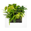 Mobilane_LivePicture_GO_matt_front_Lemon_Surprise