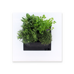 Kruiden aan de muur: een kunstwerk dat je keuken tot leven brengt