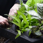 Een plantschilderij inplanten, hoe werkt dat?