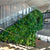 Groene wanden