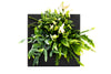 Plantenschilderij LivePicture GO Bamboo Black – Groen design aan de wand